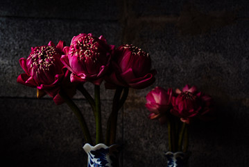 Bouquet of Pink Lotus on dark brick background, Dramatic lighting, Selective focus.