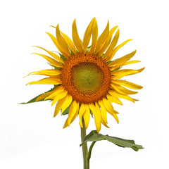 Naklejka premium Sun flower, Isolated on white background