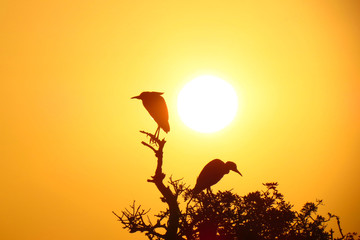 in orange sunrise and clear sky and in top of half dry tree appear silhouettes of two birds