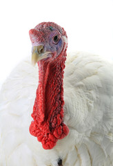 Turkey © fotomaster