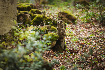 mossy tree in forest