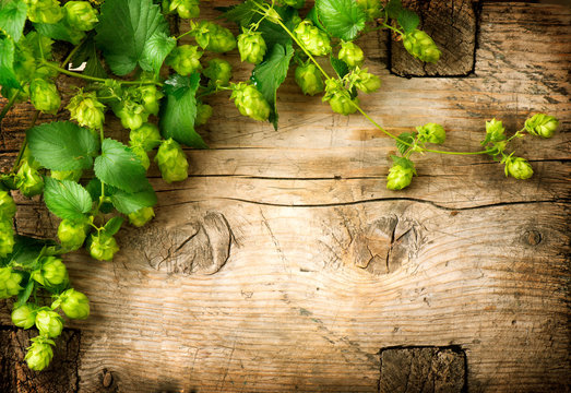 Hop twig over old wooden table background. Vintage style. Beer production. Brewery