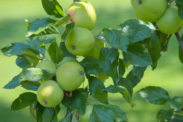 Feiner Apfel am Baum
