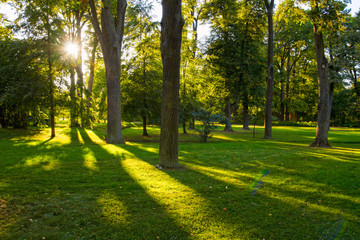 Beautiful scene in the forest with sun rays and long shadows