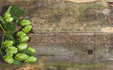 Fresh green hops on a wooden background