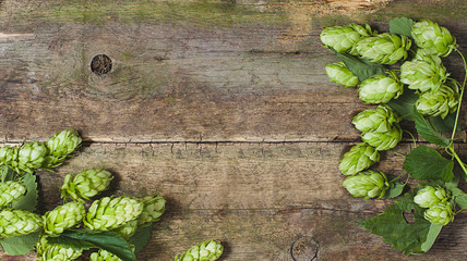 Fresh green hops on a wooden background