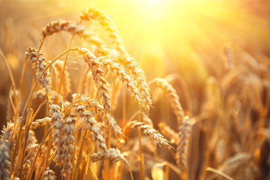 Golden wheat field. Ears of wheat closeup. Harvest concept