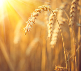 Golden wheat field. Ears of wheat closeup. Harvest concept
