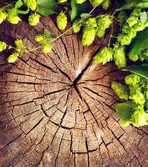 Panele Szklane  Świeża, zielona gałąź chmielu na pękniętym drewnianym tle. Koncepcja parzenia