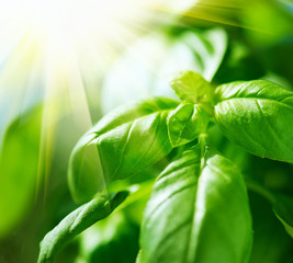 Closeup of fresh basil leaves. Green flavoring outdoor. Basil in sunlight