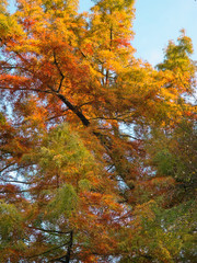 Arbre en automne