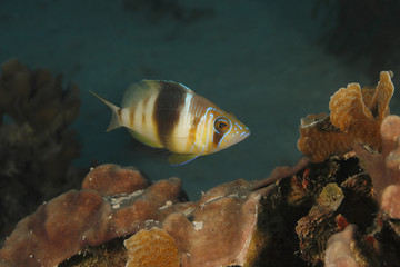 Obraz na płótnie Canvas Barred Hamlet (Hypoplectrus puella) Swimming Over a Coral Reef - Bonaire