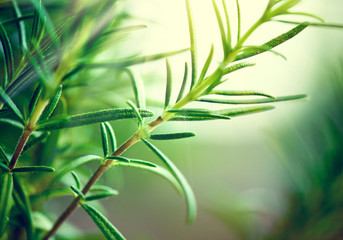 Close-up of fresh rosemary leaves. Green flavoring