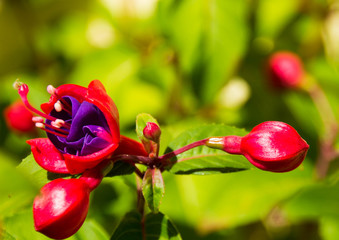 Fuchsie fuchsia hybrid