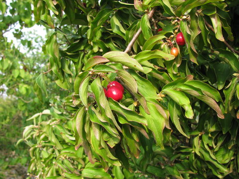 Kornelkirschen