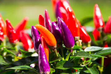 Zier-Paprika Capsicum annuum