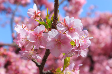Kawazu-Sakura at Miura Peninsula in Kanagawa, Japan