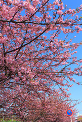 Kawazu-Sakura at Miura Peninsula in Kanagawa, Japan