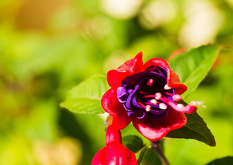 Fuchsie fuchsia hybrid