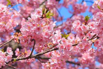 Kawazu-Sakura at Miura Peninsula in Kanagawa, Japan