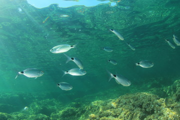 Fototapeta premium Underwater fish