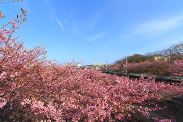 Kawazu-Sakura at Miura Peninsula in Kanagawa, Japan