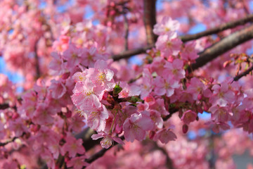 Kawazu-Sakura at Miura Peninsula in Kanagawa, Japan
