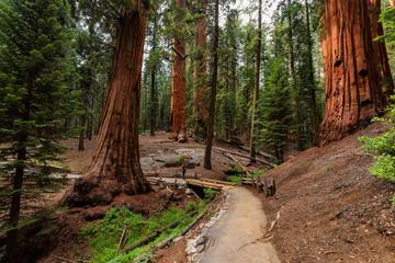 Giant sequoia forest in Sequoia National Park, California, USA