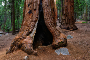 Obraz premium Giant sequoia trees in Sequoia National Park, California