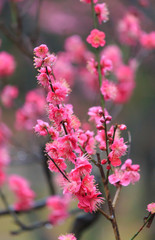 Plum blossoms at Ikuta-ryokuti in Kawasaki, Kanagawa, Japan