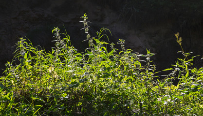 nettle plant on a dark background