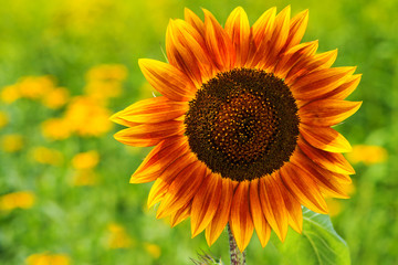 Mehrfarbige Sonnenblume