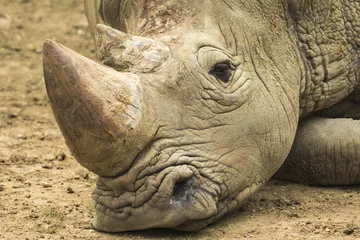 Photo sur Plexiglas Rhinocéros Rhinocéros triste