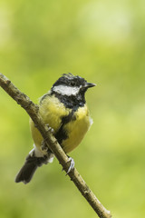 Great tit vertical closeup