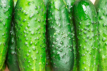 Cucumbers ripe bunch