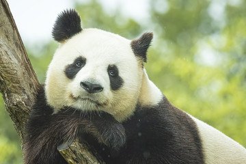 Panda-Porträt