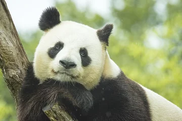 Stickers pour porte Panda Panda Portrait