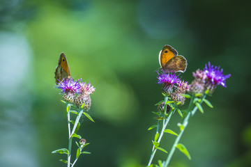 Multiple Gatekeerper butterflies