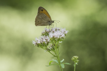 Brown meadow feeding on flowers