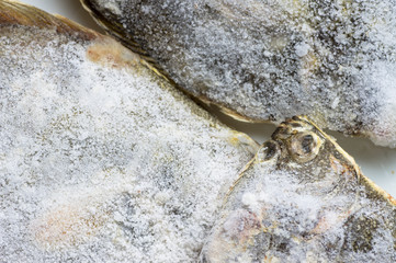 Close-up of the fish frozen
