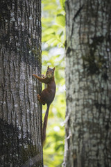 Squirrel climbing