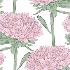 seamless background with pink flowers aster on a white
