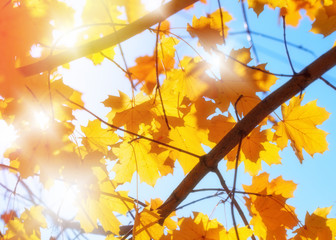 Naklejka na ściany i meble Autumn leaves and blue sky