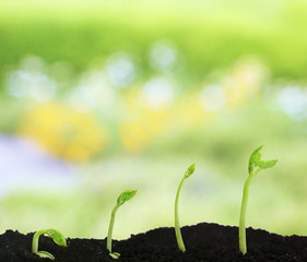 Bean seed germination different stages on nature background