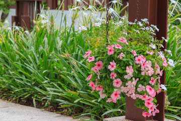 Multiple petunias and green leaves