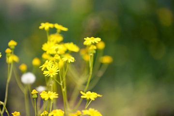 Beautiful wild flowers with sunlight