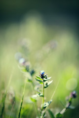 Beautiful wild flowers, outdoors with sunlight