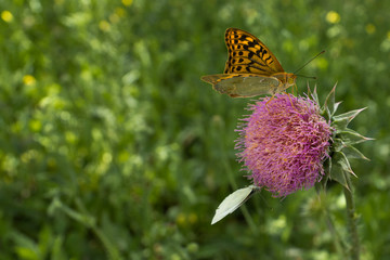Great burdock with two butterflies on it