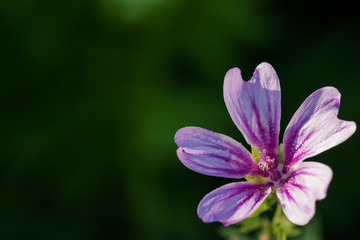 One pink flower on green background