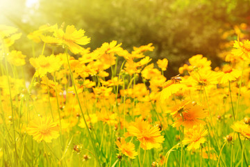 Fototapeta premium Beautiful cosmos flowers in the field with sunlight